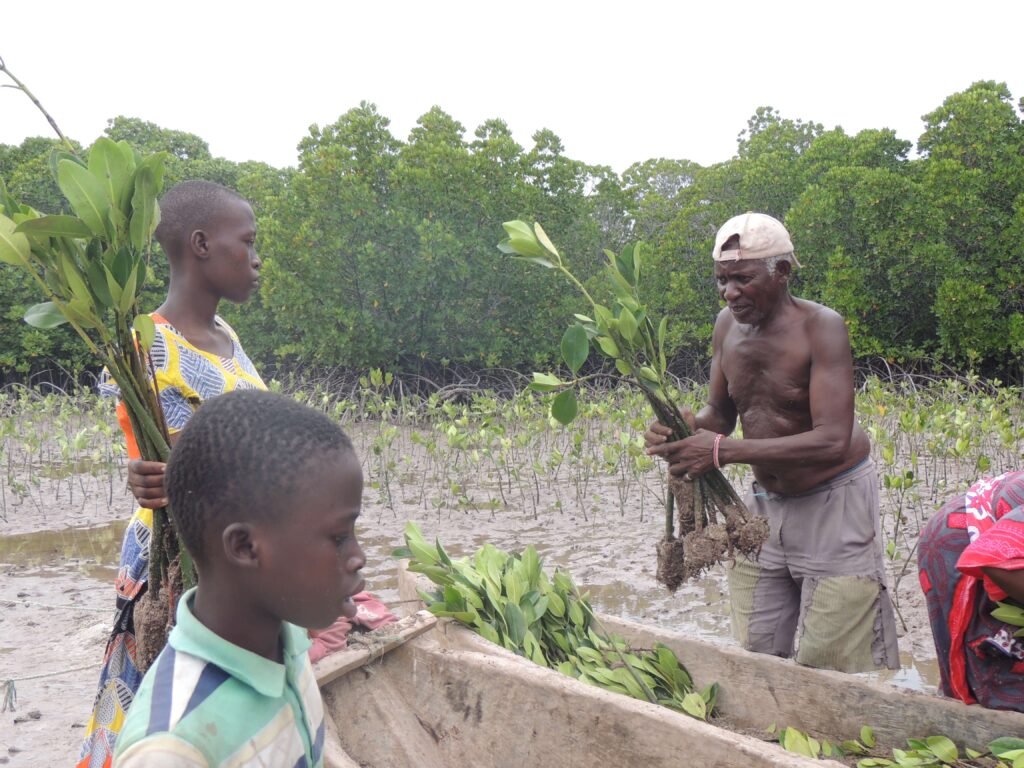 Community planting mangroves